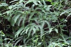 Dicranopteris linearis